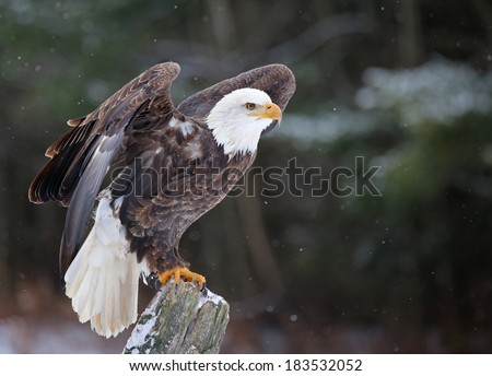 A Bald Eagle (haliaeetus leucocephalus) perched on a post, posing with it's wings up with snow falling in the background. 