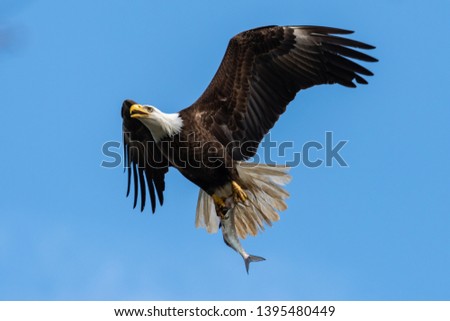 Bald Eagle (Haliaeetus leucocephalus) Soaring in the Sky with a Fish in its Talons