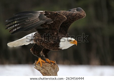 A Bald Eagle (Haliaeetus leucocephalus) taking off.
