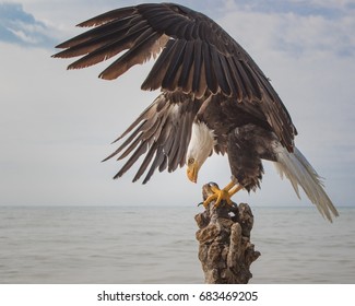 Bald Eagle Handstand