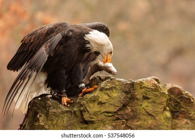 bald eagle has fish - trout