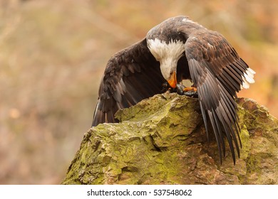 bald eagle has trout