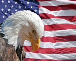 American Bald Eagle - symbol of america -with flag. United States of ...