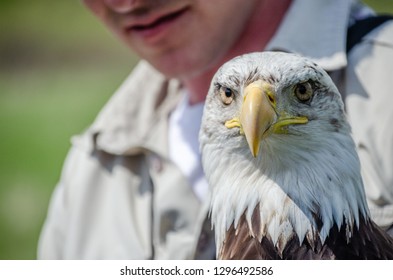Bald Eagle head shot