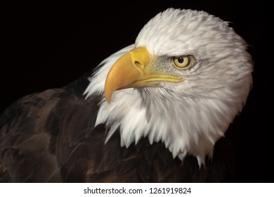 Bald Eagle With Head Turned To One Side