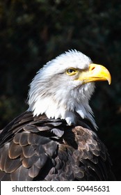 Bald Eagle With Head Turned To The Side