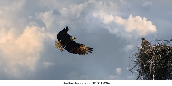 Bald Eagle And Her Baby