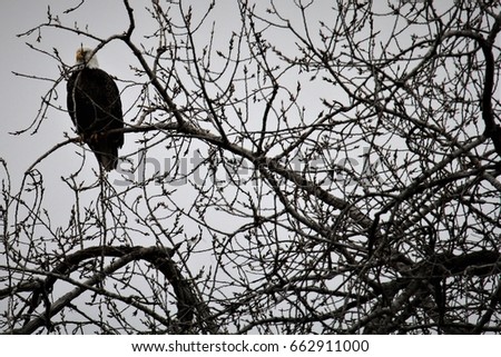Bald eagle high in tree top