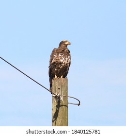 Bald Eagle (immature, 3rd Year) Perched On A Power Pole