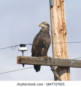 Bald Eagle (immature) Power On The Cross Bar Of A Power Line