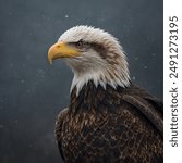 The Bald Eagle is a inspiring conservation success story. Once endangered due to habitat loss, DDT poisoning, and hunting, the Bald Eagle population has rebounded thanks to protection laws.