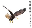 eagle flying isolated