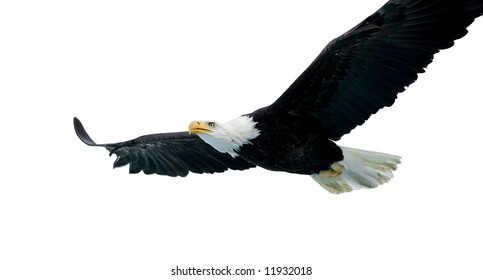 Bald Eagle Isolated On White