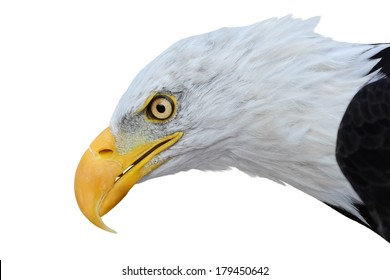 Bald Eagle Head Images, Stock Photos & Vectors | Shutterstock