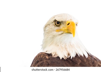 Bald Eagle Isolated On White Background.
