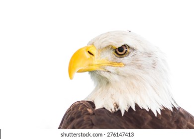 Bald Eagle Isolated On White Background.