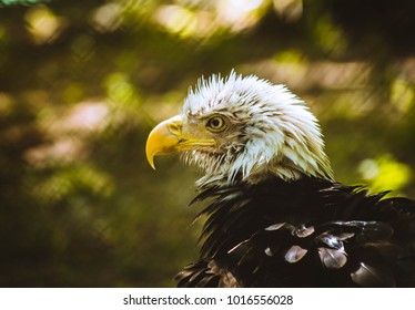 Bald Eagle, Jacksonville Zoo, FL