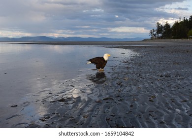 Bald eagle just before sunset on Kye Beach in Courteney/Comox B.C., Canada.