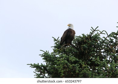 Bald Eagle in Kodiak, Alaska