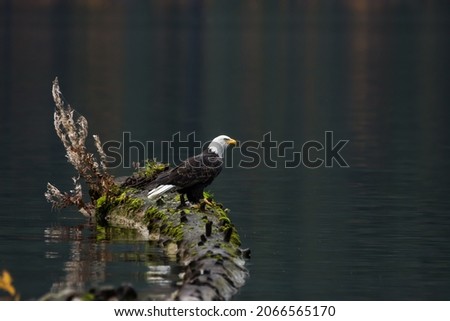 Bald Eagle at Lake Chelan
