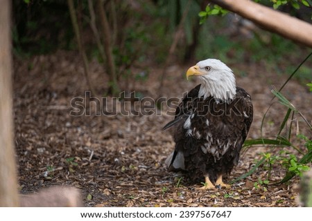 Bald eagle landed in wild