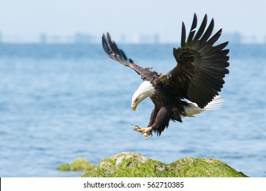 Bald eagle landing.