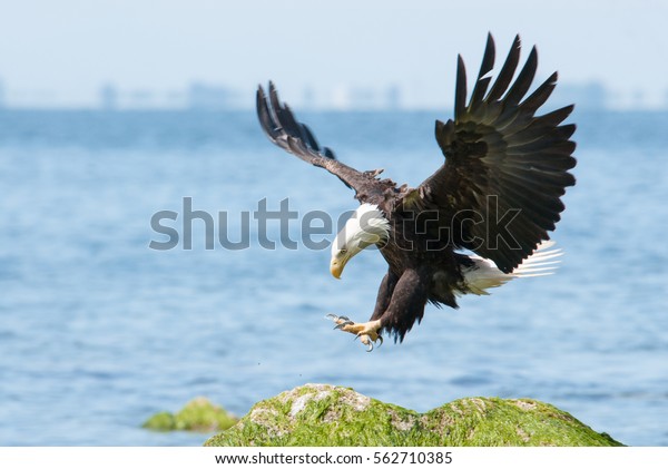 Bald eagle\
landing.