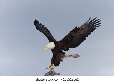 2,431 Bald eagle landing Stock Photos, Images & Photography | Shutterstock