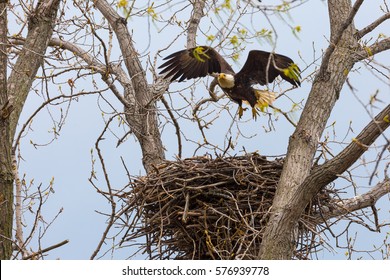 Bald Eagle Landing On Nest