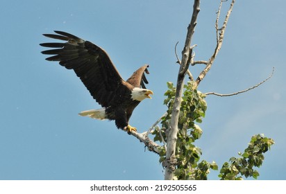 Bald Eagle Landing On Tree