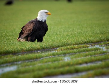 Bald Eagle the largest prey