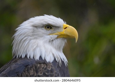 Bald eagle looking alert and focused against a soft, blurred green forest background in natural daylight