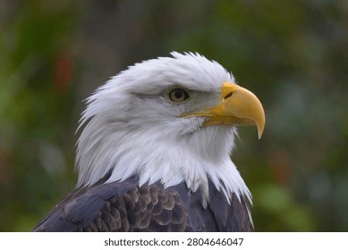 Bald eagle looking alertly in a close-up profile view against a blurred green forest background in soft natural daylight.