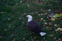 Bald Eagle Looking Around On The Ground