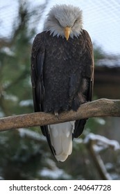 Bald Eagle Looking Down