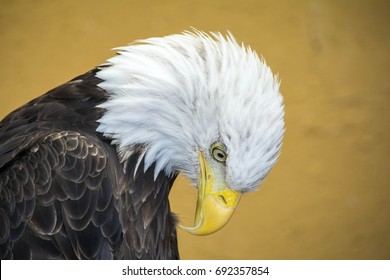 Bald Eagle Looking Down, Close-up Shot