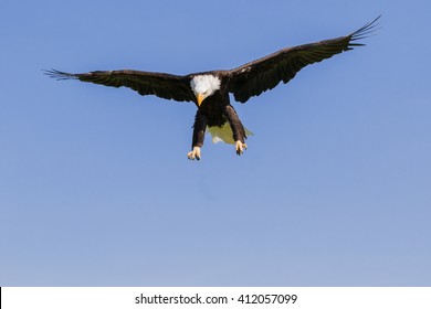 Bald Eagle looking down. An impressive bald eagle scans the ground as it seeks a target.