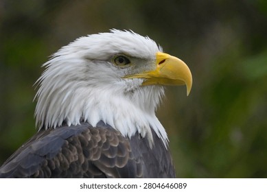 Bald eagle looking forward in a close-up profile portrait against a blurred green forest background in natural daylight.