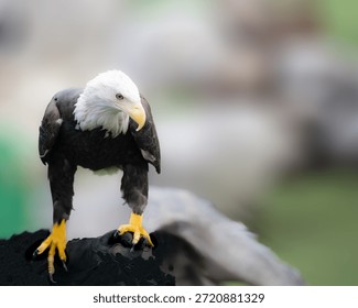 A Bald Eagle looking frontal pose