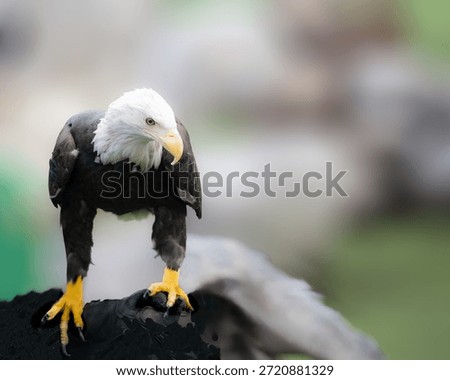 A Bald Eagle looking frontal pose