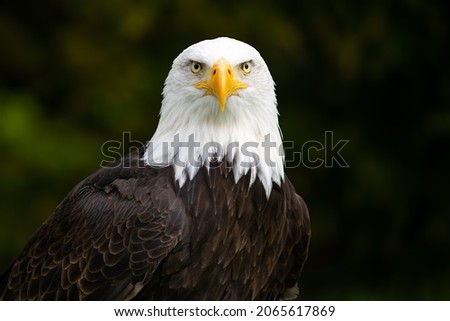 A bald eagle looking into camera with blurred background