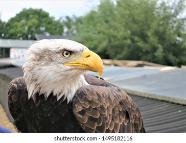 A bald eagle looks at the camera