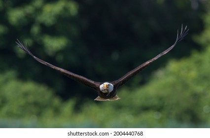 Bald Eagle With Meal (midshipman Fish)