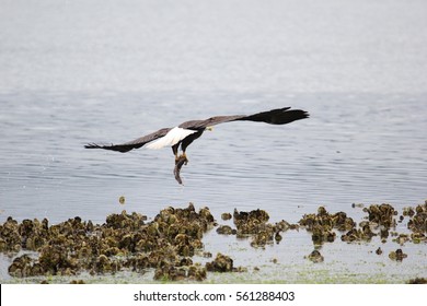 Bald Eagle With Midshipman Fish