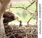 Bald eagle mother with its baby in the nest