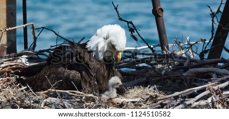 Bald Eagle mother looks down at white fluffy and fuzzy Bald Eagle eaglet only a couple of days out of the egg.