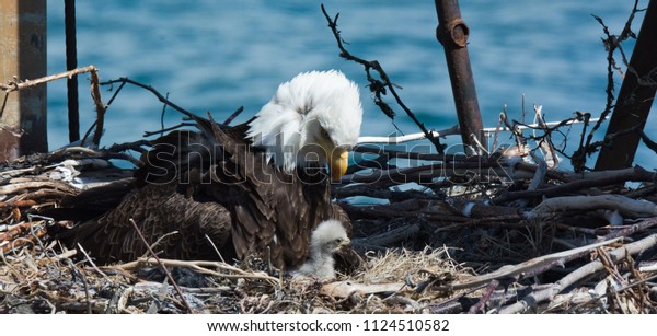Bald Eagle mother\
looks down at white fluffy and fuzzy Bald Eagle eaglet only a\
couple of days out of the\
egg.