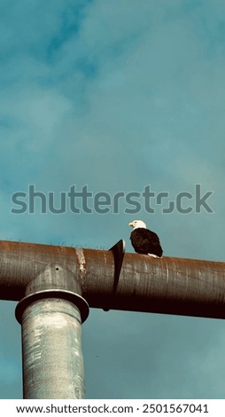 Similar – Image, Stock Photo brown haired man posing