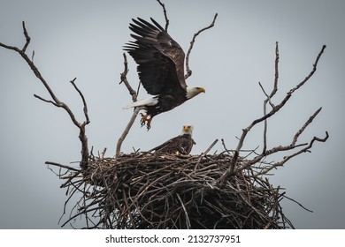 Bald Eagle in natural habitat around their nest