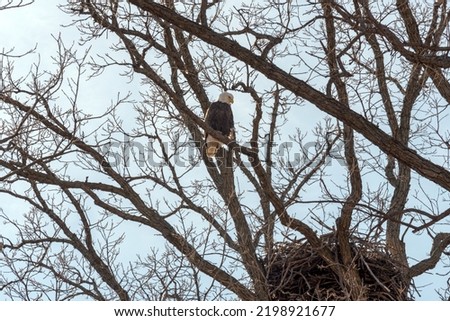A bald eagle near her nest in late March in West De Pere, Wisconsin